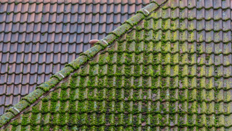 Overview of a tile roof partially covered with moss. 